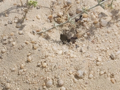 Cataglyphis adenensis