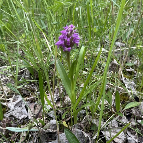 Early Marsh-orchid