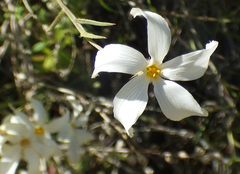 Phlox tenuifolia