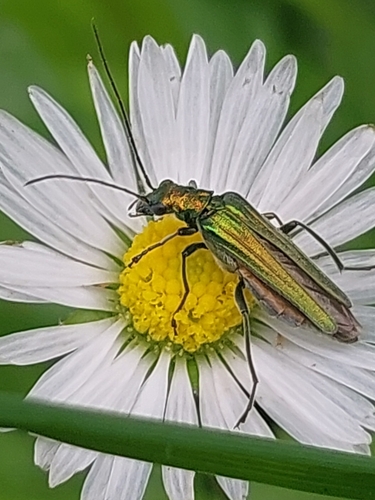 Thick-legged Flower Beetle