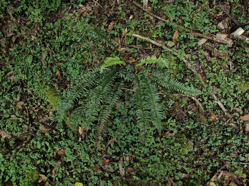 Polystichum acutidens observed 2026-06-20