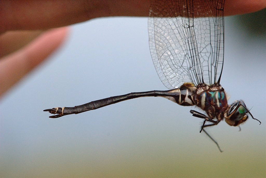 Treetop Emerald
