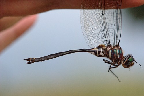 Treetop Emerald