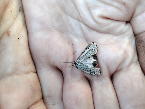 Heliotrope Moth