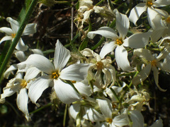 Phlox tenuifolia