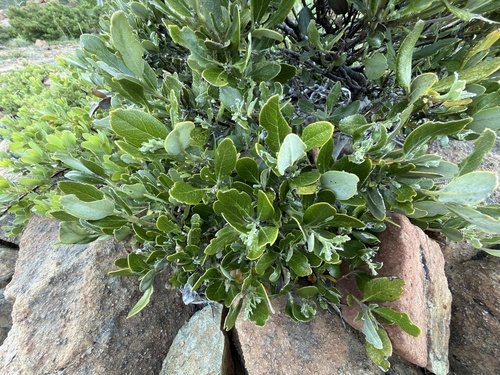Garrya buxifolia, photograph 5
