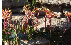 Dudleya saxosa collomiae