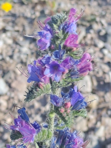 viper's-bugloss