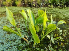 Alisma plantago-aquatica