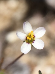 Leptosiphon pygmaeus continentalis
