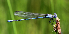 Argia leonorae
