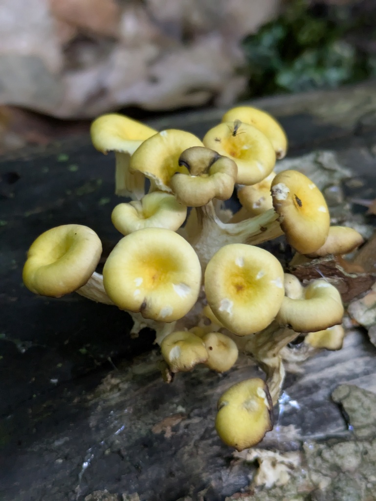 Golden Oyster Mushroom · June 2026 · photo: Photo: (c) Eric Knight, some rights reserved (CC BY) · iNaturalist