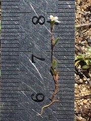 Leptosiphon pygmaeus continentalis