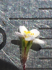 Leptosiphon pygmaeus continentalis