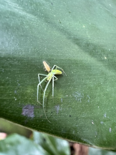 Tetragnatha observed 2026-05-13