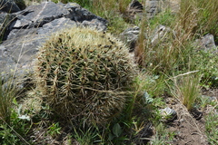 Gymnocalycium monvillei
