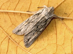 Lithophane leautieri