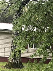Metasequoia glyptostroboides