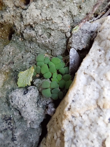 Oxalis fergusoniae (Oxalis fergusoniae)