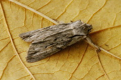 Lithophane leautieri