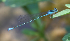 Enallagma exsulans