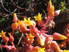 Dudleya saxosa collomiae