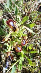 Ophrys speculum speculum
