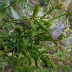 Astragalus sulcatus