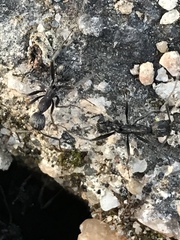 Aphaenogaster senilis