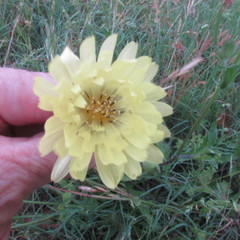 Pyrrhopappus pauciflorus
