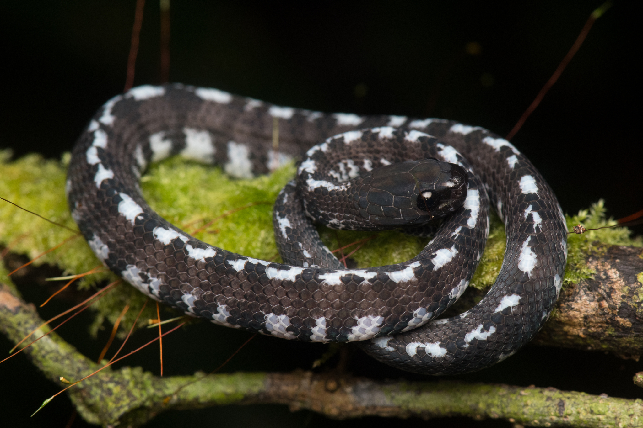 Jamil Slug Snake photo 2