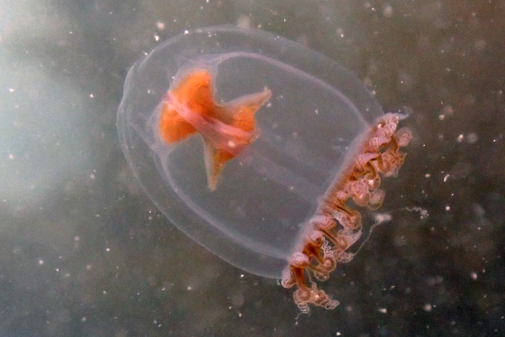 Neoturris breviconis