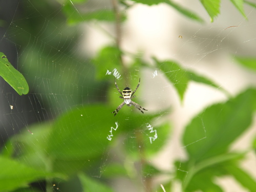 Kogane Spider