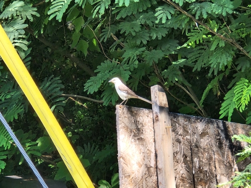 Northern Mockingbird