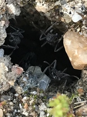 Aphaenogaster senilis