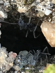 Aphaenogaster senilis