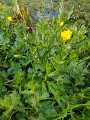 Ranunculus repens