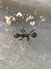 Aphaenogaster senilis