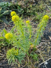 Euphorbia cyparissias