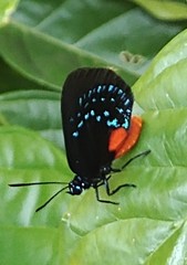 Eumaeus atala
