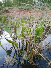 Alisma plantago-aquatica