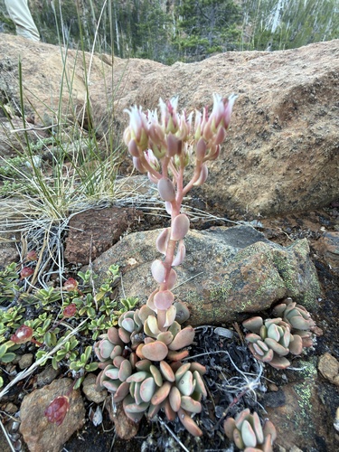Sedum laxum, photograph 2