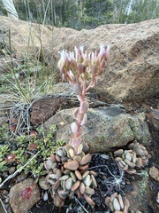 (c) Dee Shea Himes, some rights reserved (CC BY) Sedum laxum, photograph (c) Dee Shea Himes, some rights reserved (CC BY)