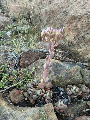Sedum laxum, photograph 3