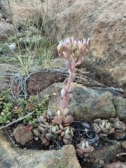 (c) Dee Shea Himes, some rights reserved (CC BY) Sedum laxum, photograph (c) Dee Shea Himes, some rights reserved (CC BY)