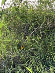 Icterus nigrogularis