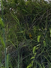 Icterus nigrogularis