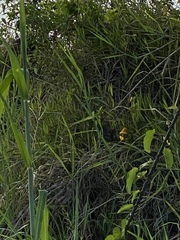 Icterus nigrogularis