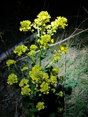 Barbarea vulgaris