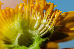 Lasthenia platycarpha